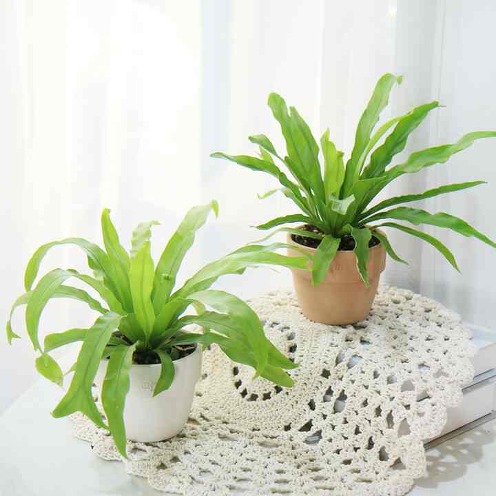 アスプレニウム