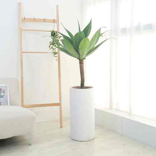 アガベ［2色・2サイズ］