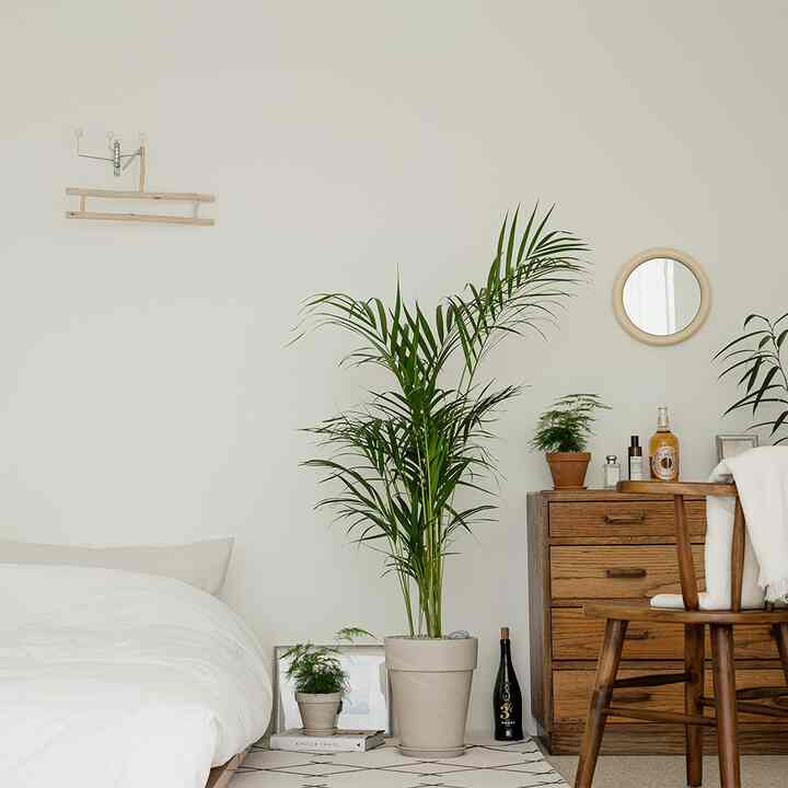 アレカヤシ＆ドイツ製植木鉢［3色］