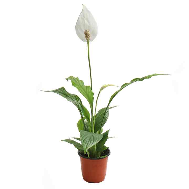 スパティフィラム 小型