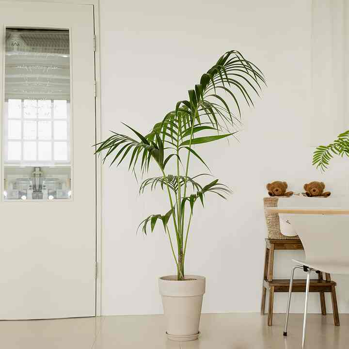 ケンチャヤシ＆ドイツ製植木鉢セット［3色］