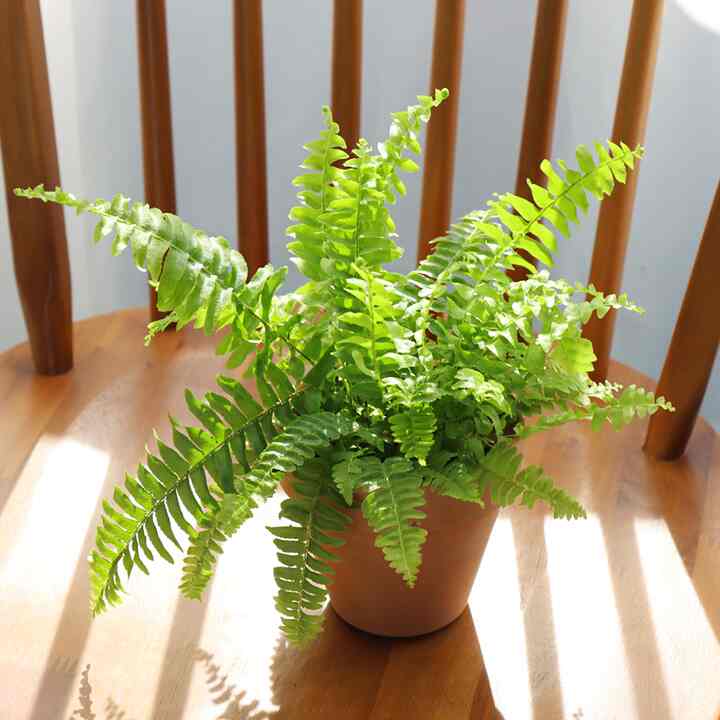 セイヨウタマシダ