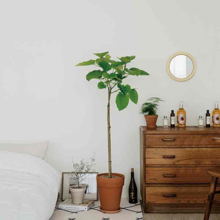 フィカス・ウンベラータ＆ドイツ製 植木鉢セット［3色］