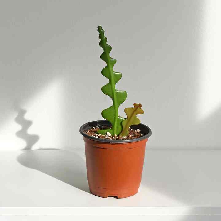 フィッシュボーンカクタス 小