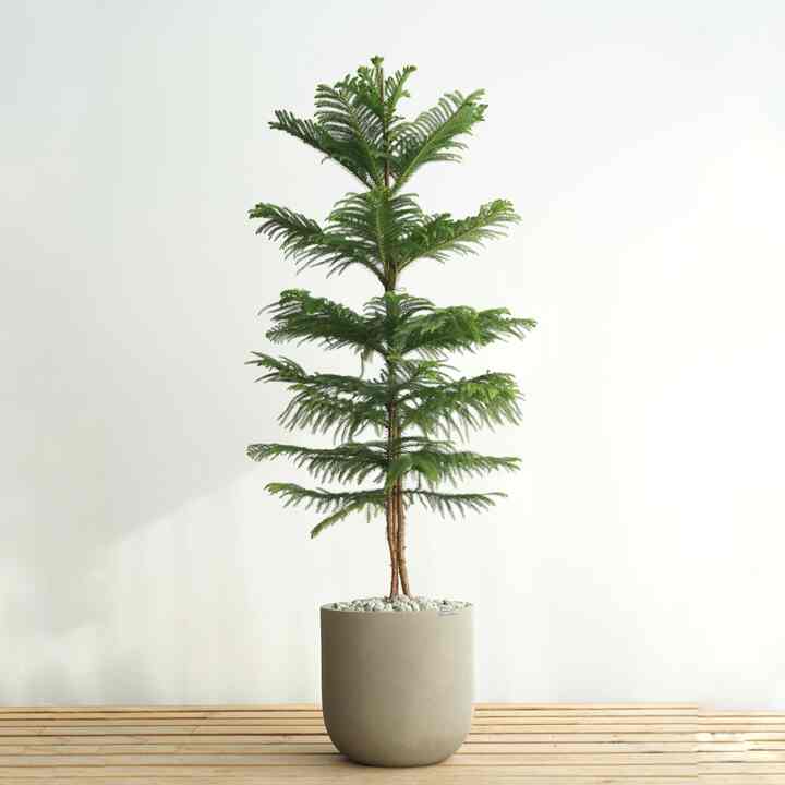 ノーフォークマツ