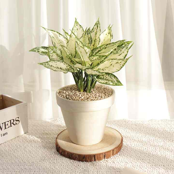 アグラオネマ・スノーホワイト