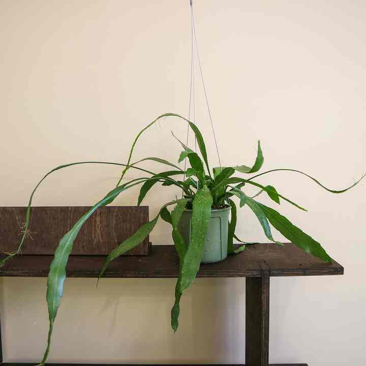 リプサリス ハンギングプラント