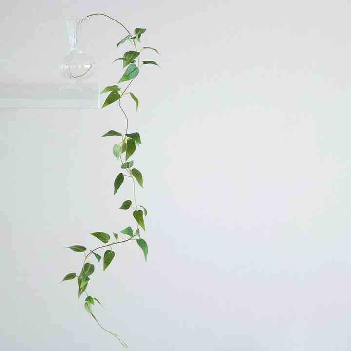 スマイラックス ハンギングプラント［2種］