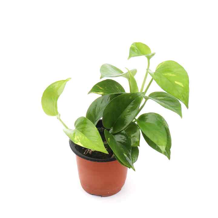 スキンダプサス