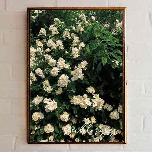 ポスター ノイバラ