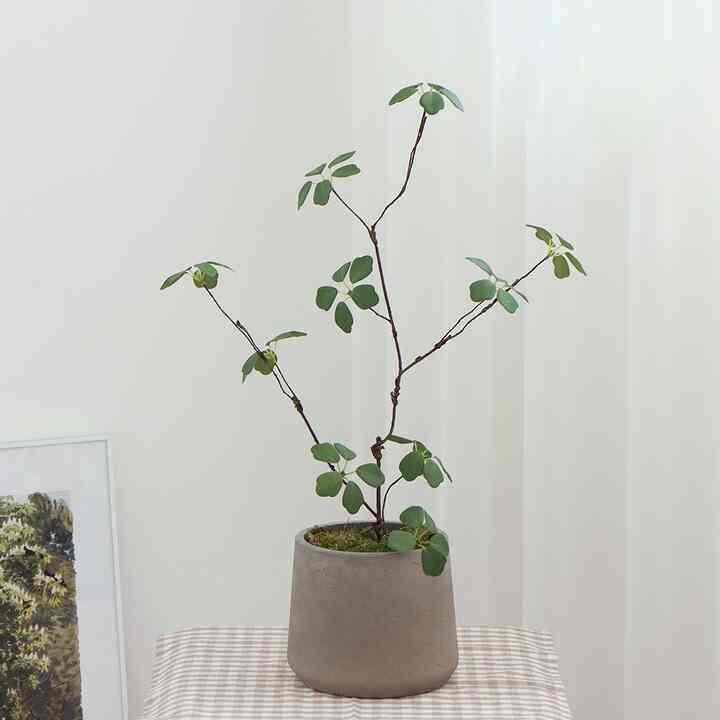 ドウダンツツジ フェイクグリーン