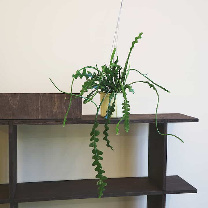 フィッシュボーンカクタス ハンギングプランツ