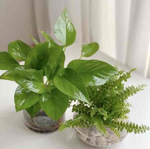 スキンダプサス