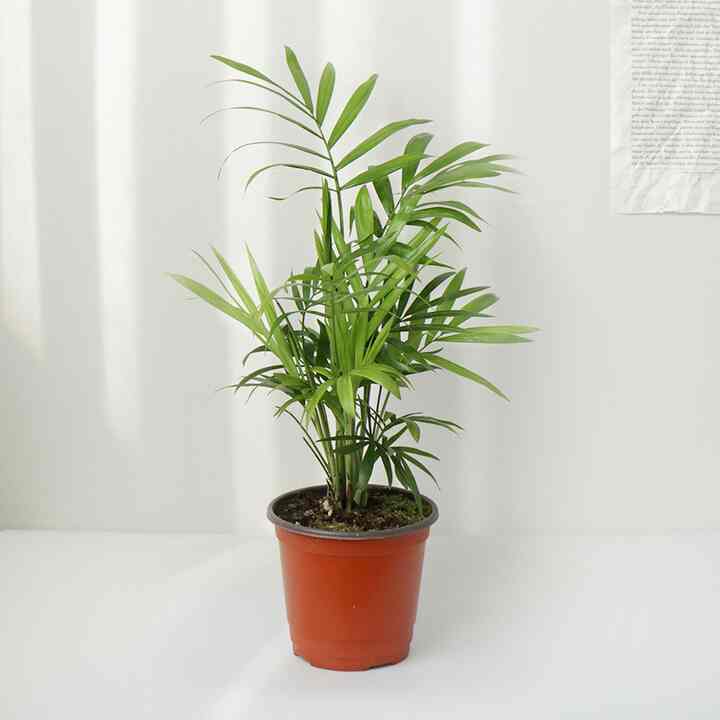 空気浄化植物 テーブルヤシ