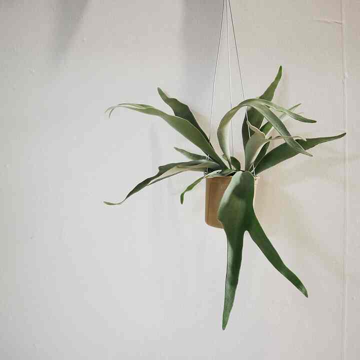 ハンギングプランツ コウモリラン