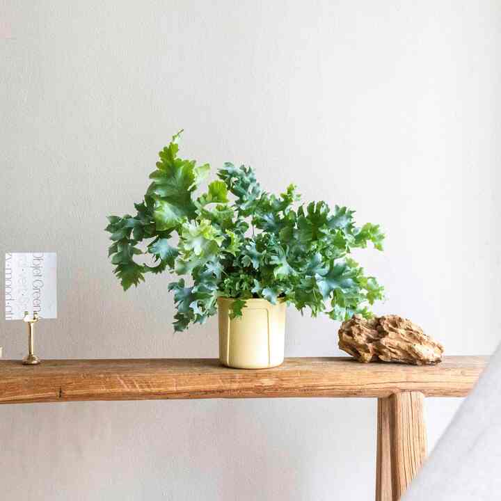 フレボディウム・ダバナ 空気浄化 ハンギングプラント