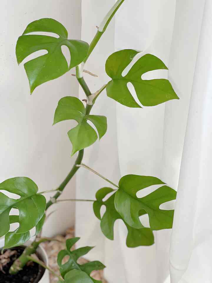 ヒメモンステラ