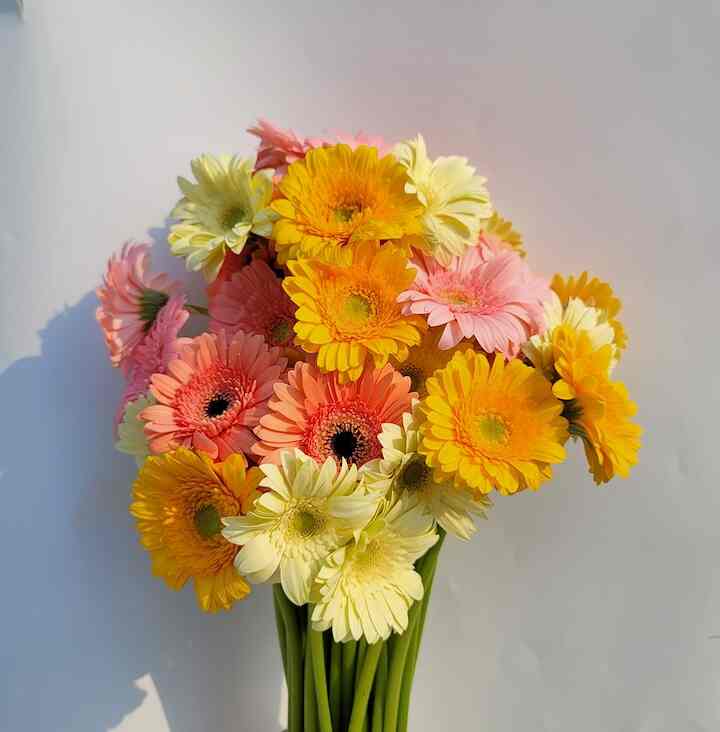 ガーベラパスタ［10色］