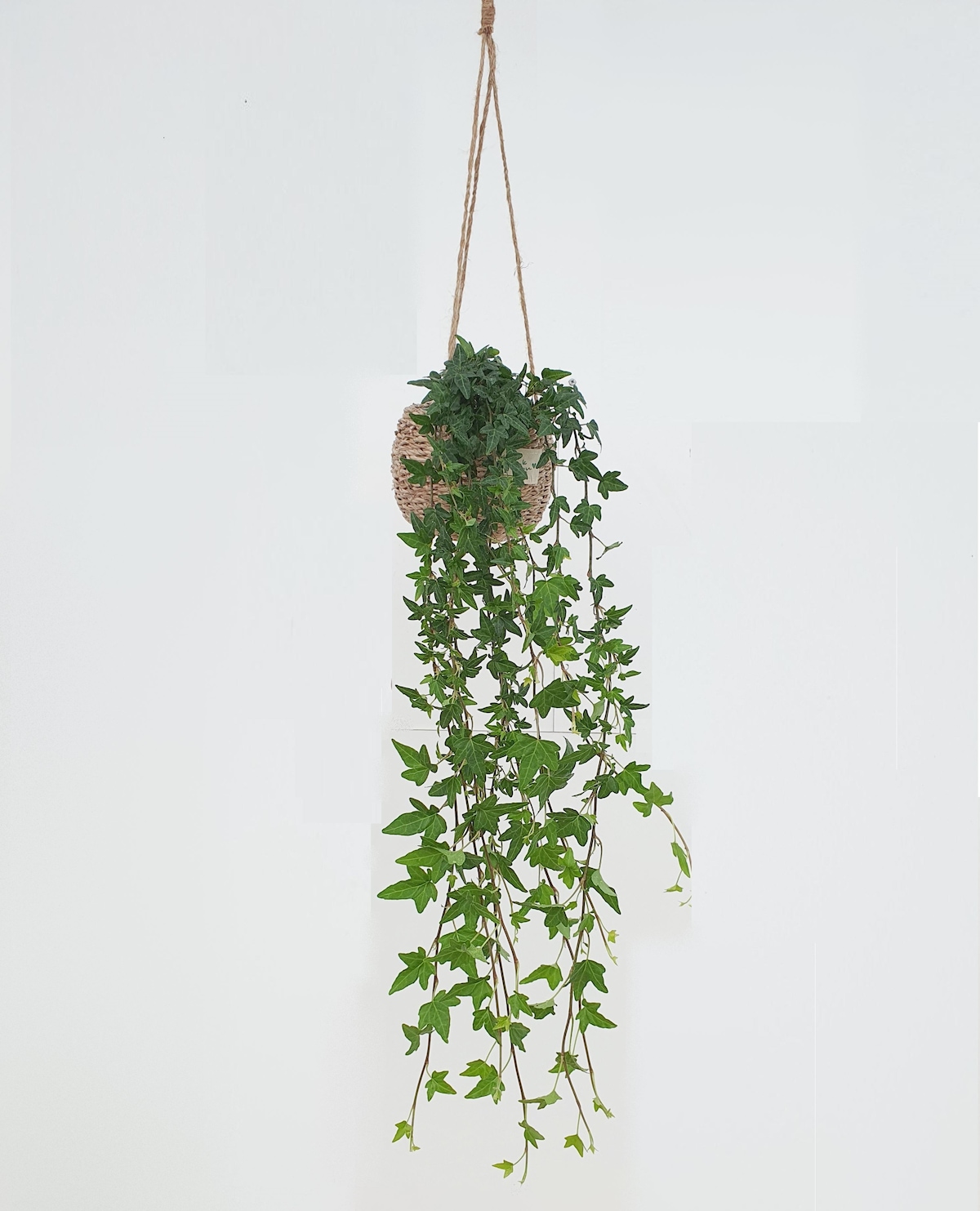 보거스플라워 아이비 10cm ~ 120cm 4종 행잉플랜트