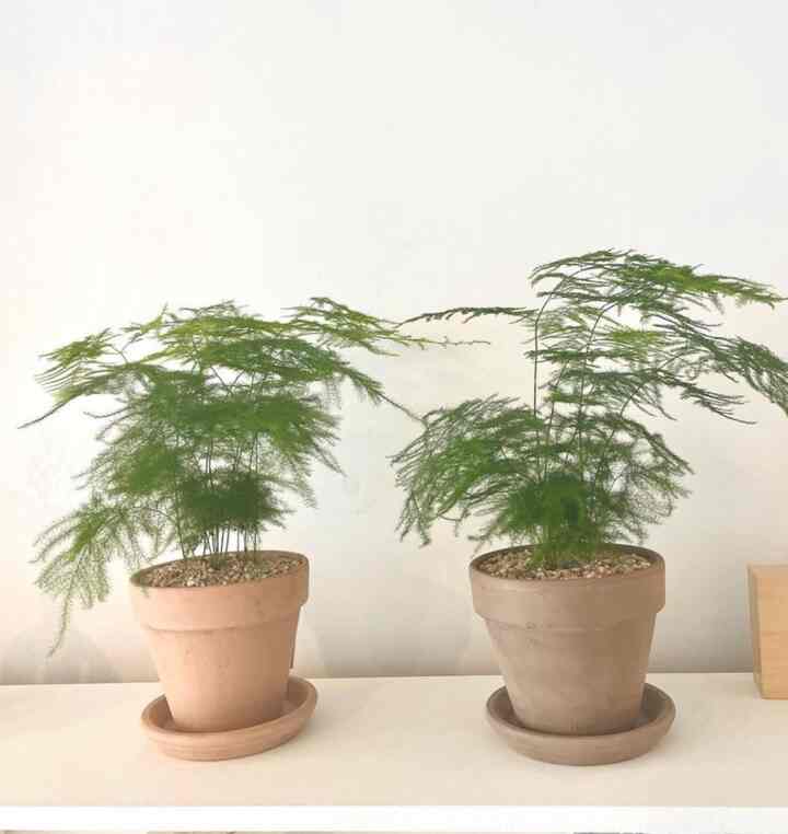 アスパラガス ナナス＆イタリア・ドイツ製 植木鉢セット