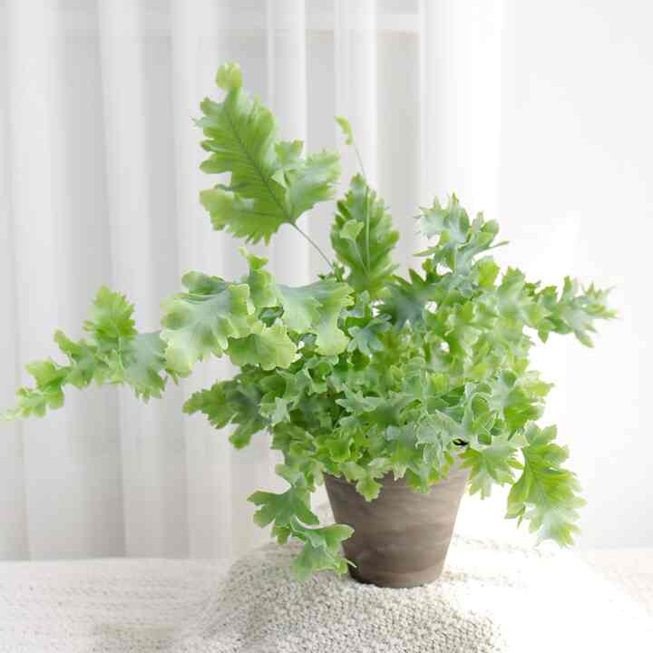 フレボディウム・ダバナ