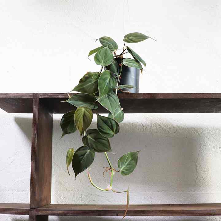 ハートリーフ・フィロデンドロン ハンギングプラント