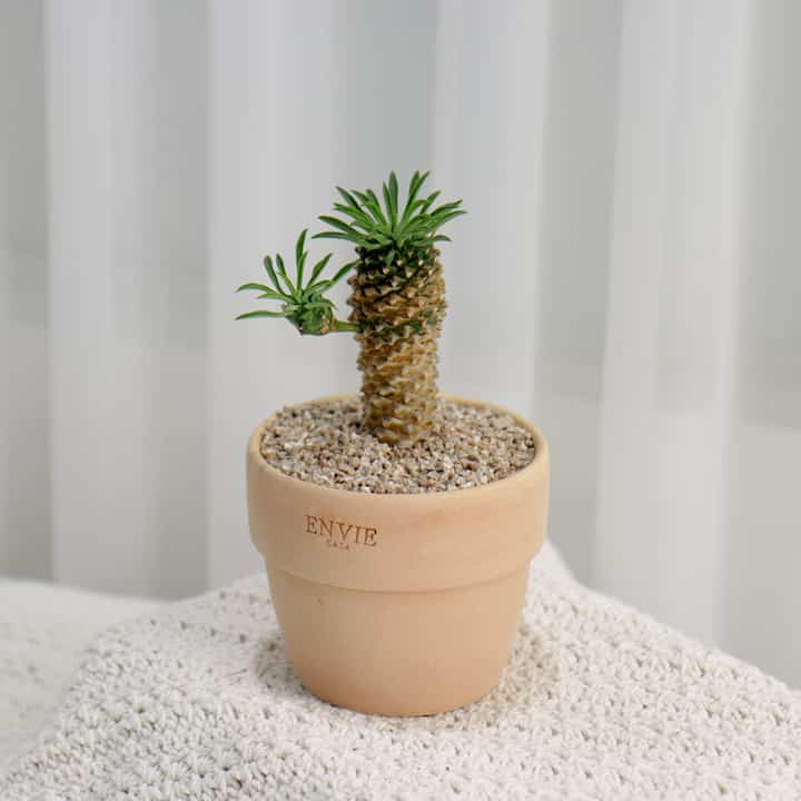 怪魔玉 多肉植物 素焼き鉢セット