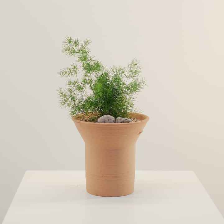 アスパラガス ナナス