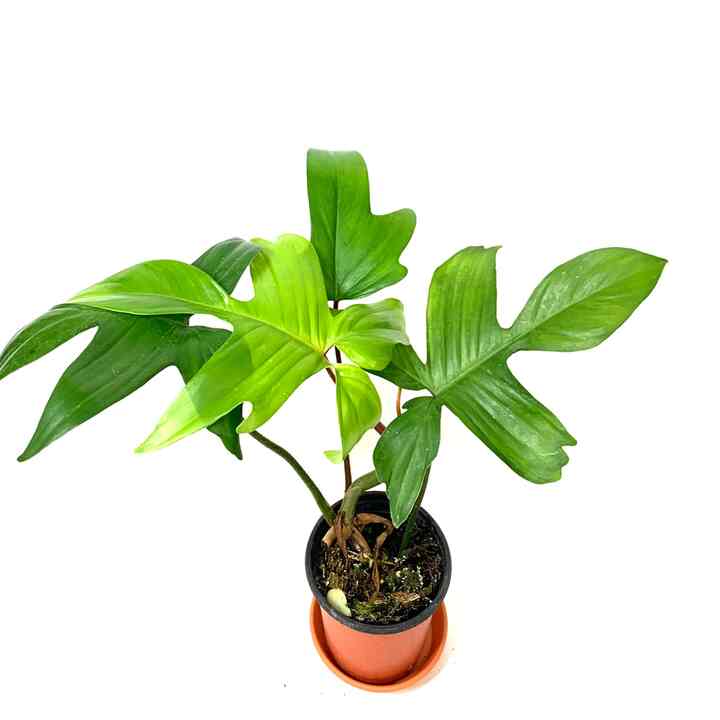 フィロデンドロン 観葉植物