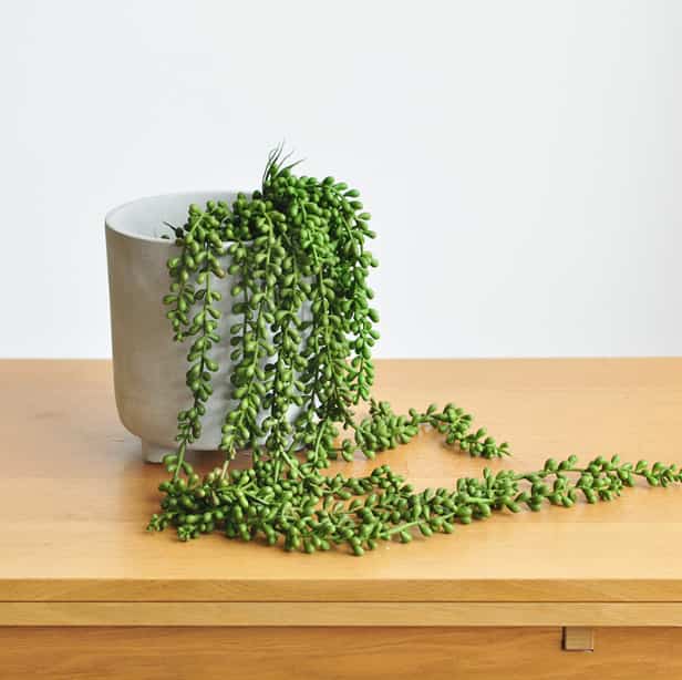 ミドリノスズ ハンギングプラント 造花