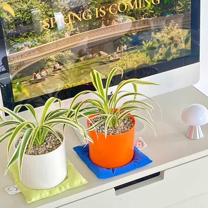 オリヅルラン＆カラーポット