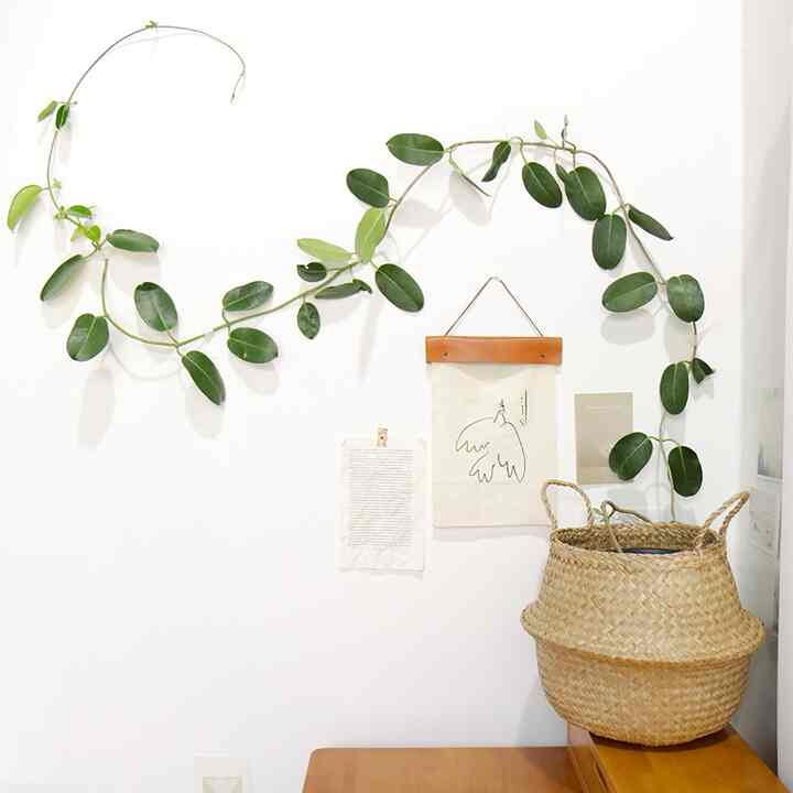 マダガスカルジャスミン