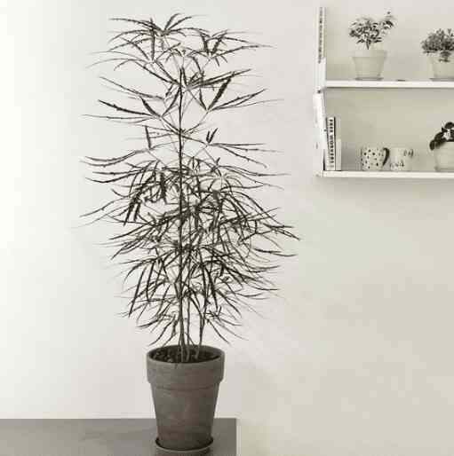 アラリア 120cm＆ドイツ製 植木鉢セット［3色］