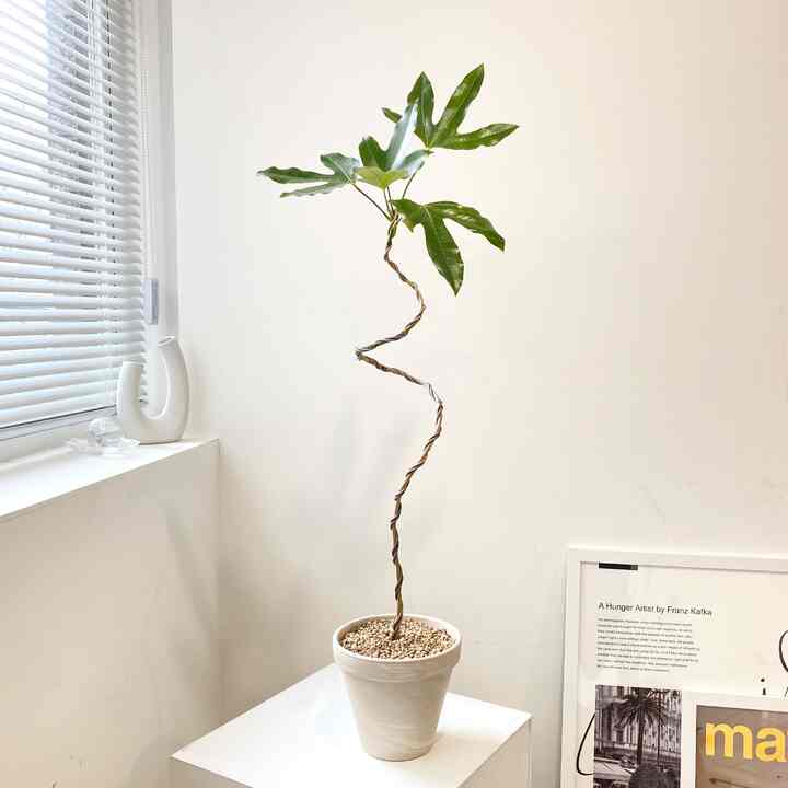 チョウセンカクレミノ＋テラコッタ鉢