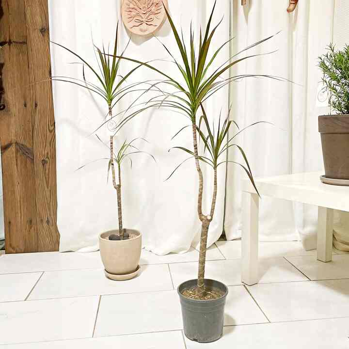 ドラセナ・マジナータ