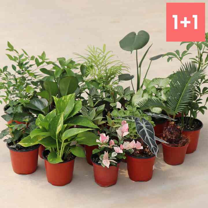 空気浄化植物  2点セット［57種］