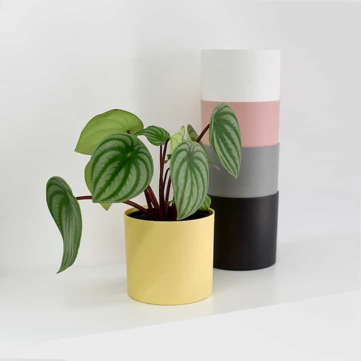 POT BOWL［4色・4サイズ］