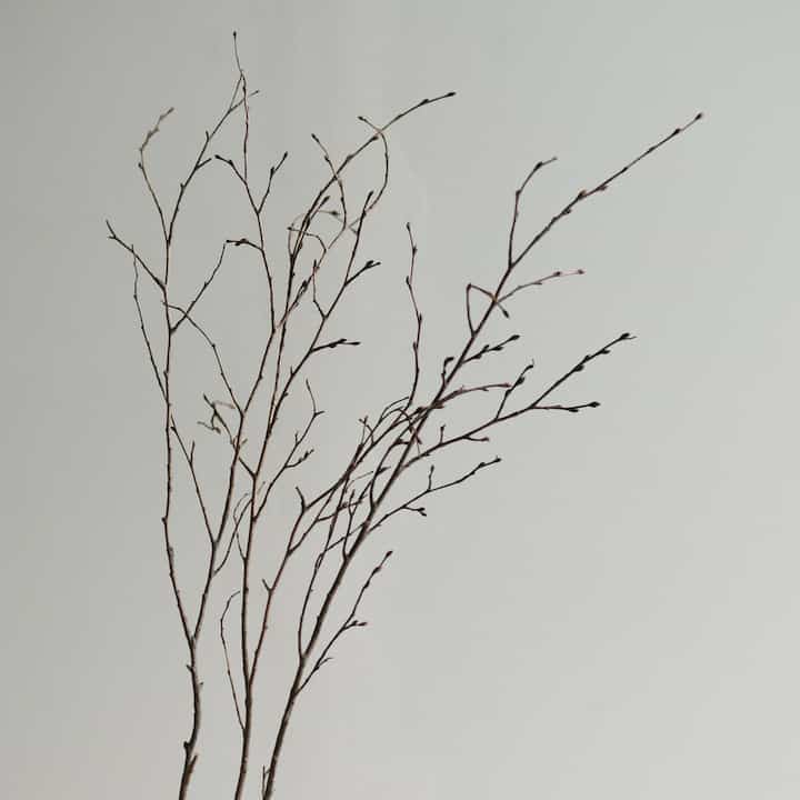 天然ケヤキ 枝 ドライフラワー［3サイズ］