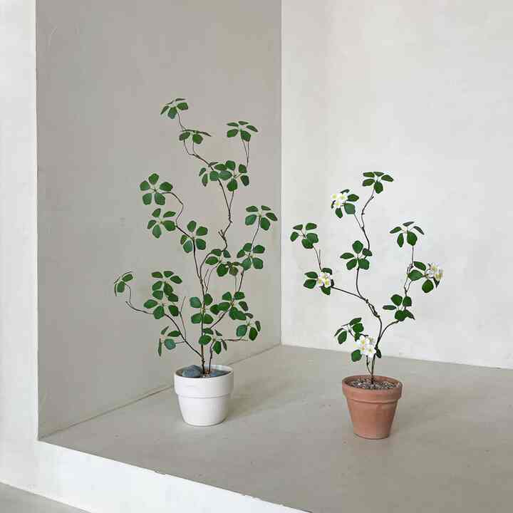 ドウダンツツジ フェイクグリーン［4種］