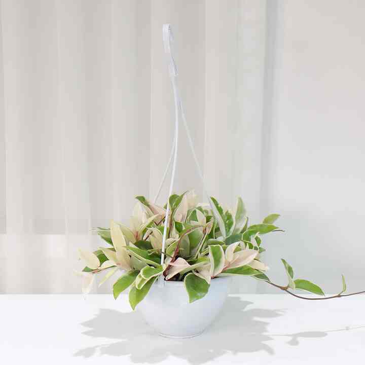 ハンギングプランツ ホヤ