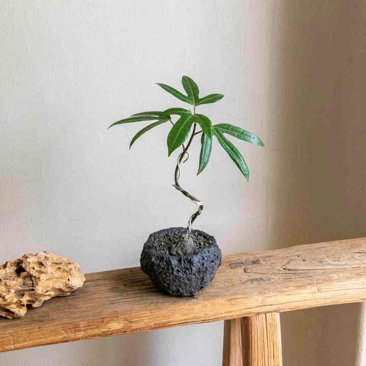 チョウセンカクレミノ