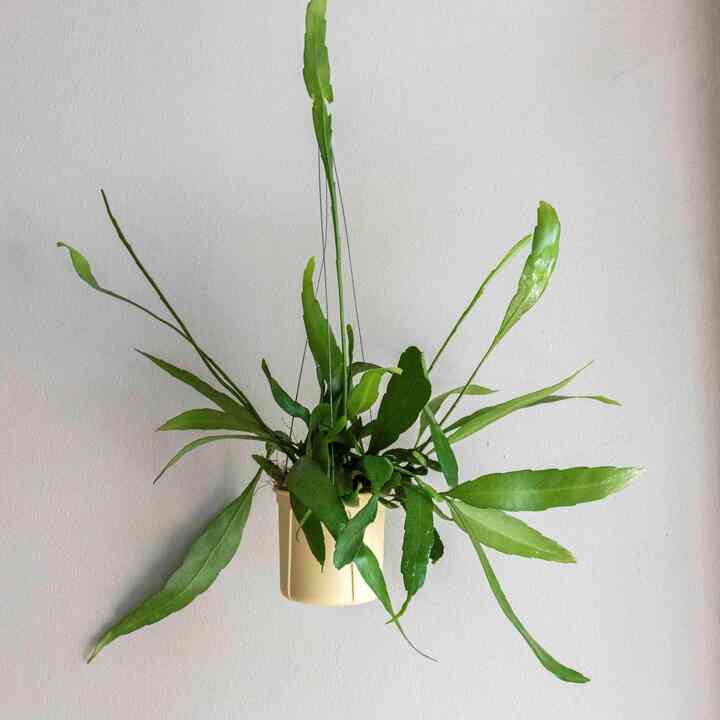 リプサリス ハンギングプラント