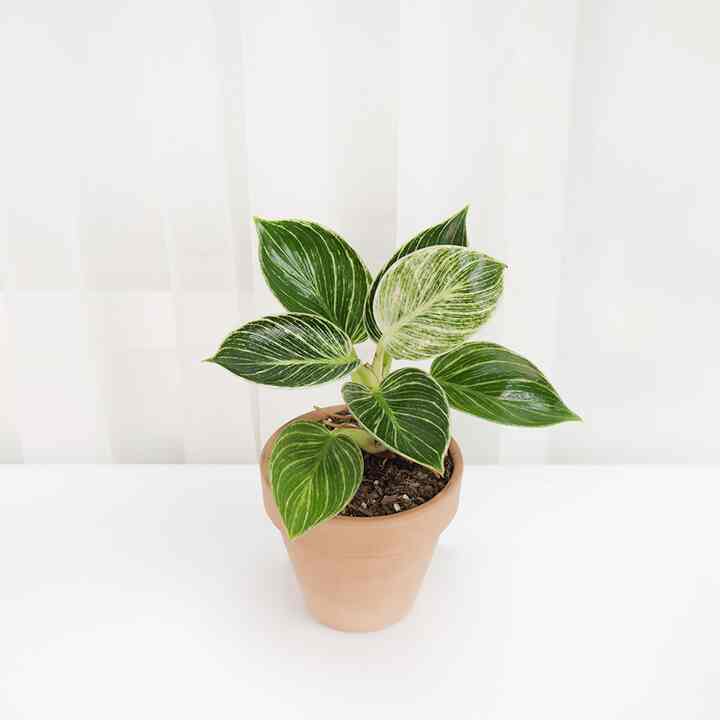 フィロデンドロン・バーキン