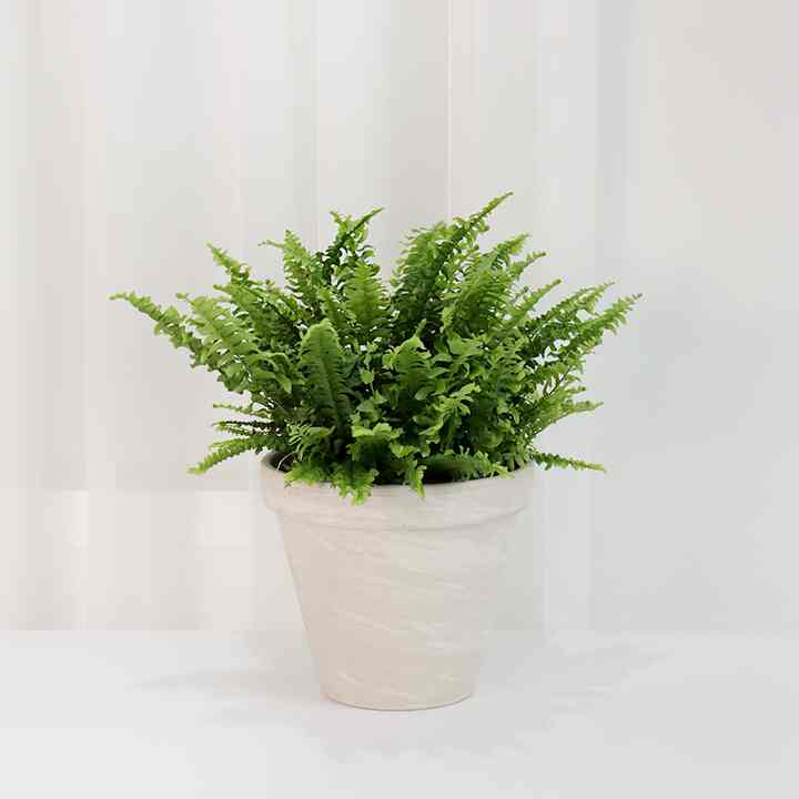 ボストンファーン（中サイズ）