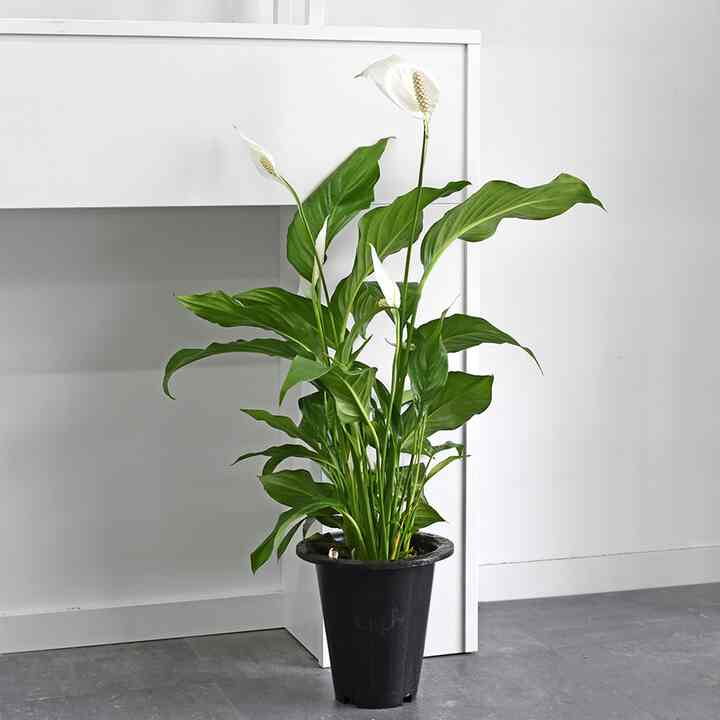 スパティフィラム