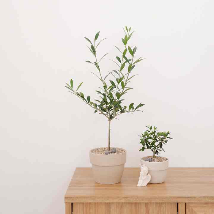 オリーブツリー