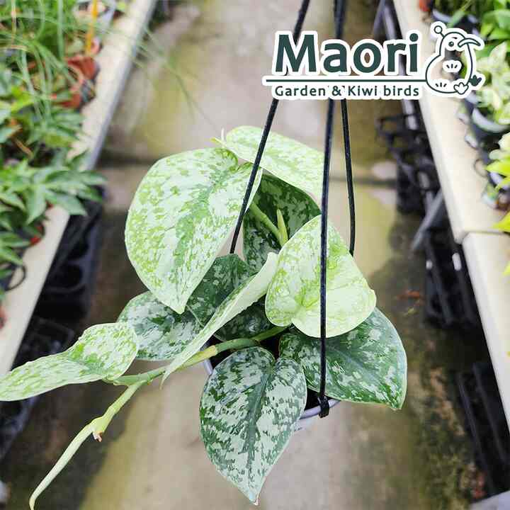 エンジェルスキン スキンダプサス 10cm