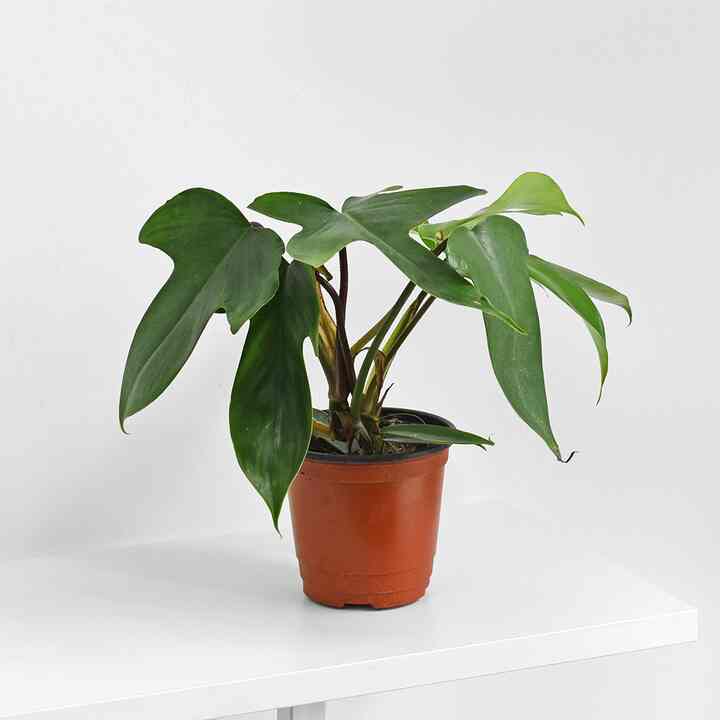 フィロデンドロン 小型植物