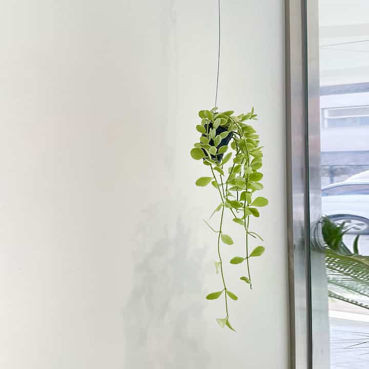 ディスキディア・ホワイト ハンギングプラント