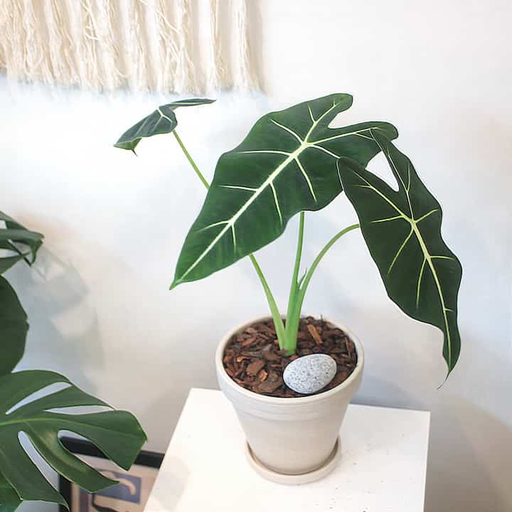 アロカシア・フライデック 素焼き鉢セット